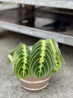 Zdjęcie rosliny doniczkowej Maranta Lemon Lime, ujęcie 3