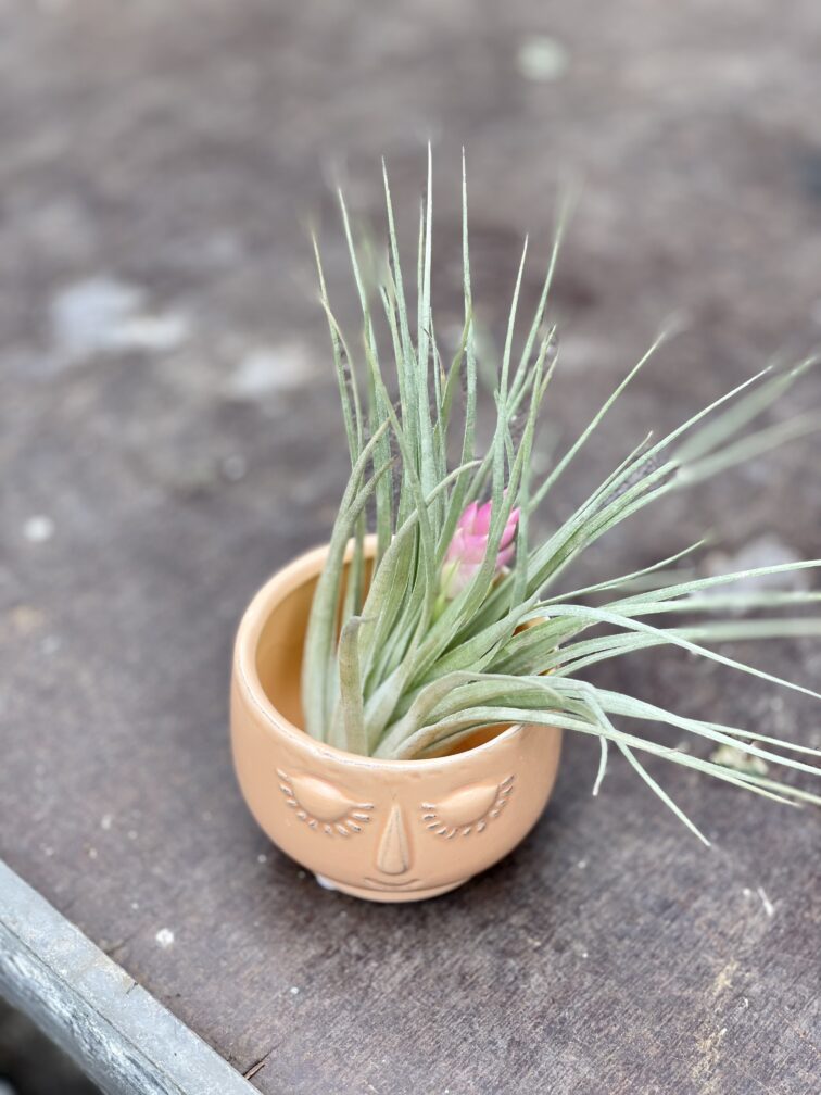 Zdjęcie doniczki lub oslonki: Osłonka Beauty 6 × 6 cm, ujęcie 2