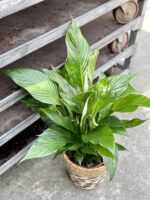 Zdjęcie rosliny doniczkowej Spathiphyllum Bingo Cupido (Skrzydłokwiat), ujęcie 1
