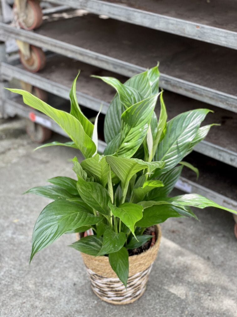 Zdjęcie rosliny doniczkowej Spathiphyllum Bingo Cupido (Skrzydłokwiat), ujęcie 2