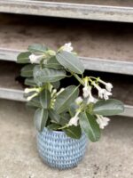 Zdjęcie rosliny doniczkowej Stephanotis floribunda, ujęcie 1
