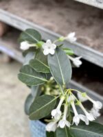 Zdjęcie rosliny doniczkowej Stephanotis floribunda, ujęcie 2