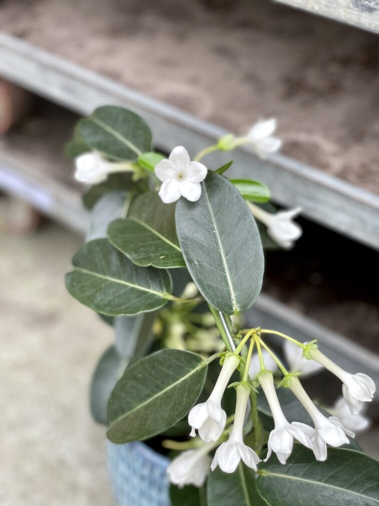 Zdjęcie rosliny doniczkowej Stephanotis floribunda, ujęcie 2