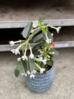 Zdjęcie rosliny doniczkowej Stephanotis floribunda, ujęcie 3