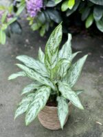 Zdjęcie rosliny doniczkowej Aglaonema Silver Queen, ujęcie 1