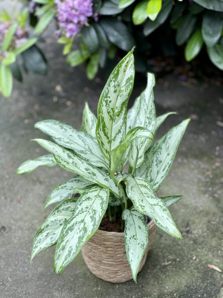 Zdjęcie rosliny doniczkowej Aglaonema Silver Queen, ujęcie 1