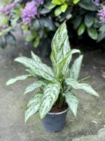 Zdjęcie rosliny doniczkowej Aglaonema Silver Queen, ujęcie 2