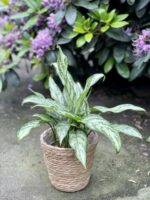 Zdjęcie rosliny doniczkowej Aglaonema Silver Queen, ujęcie 3