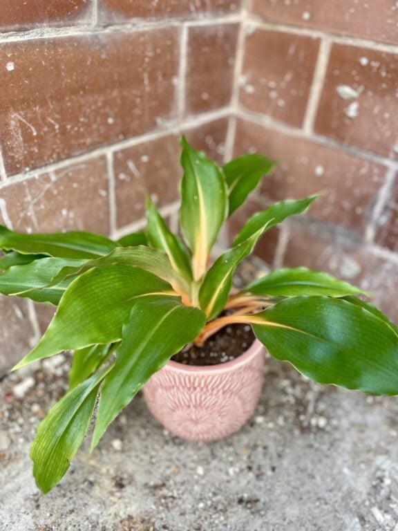 Zdjęcie rosliny doniczkowej Chlorophytum Green Orange (Zielistka), ujęcie 1