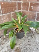 Zdjęcie rosliny doniczkowej Chlorophytum Green Orange (Zielistka), ujęcie 2