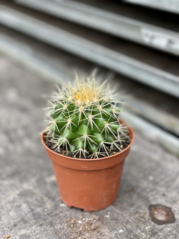 Zdjęcie rosliny doniczkowej Echinocactus Grusonii, ujęcie 1
