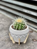 Zdjęcie rosliny doniczkowej Echinocactus Grusonii, ujęcie 2