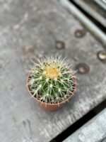 Zdjęcie rosliny doniczkowej Echinocactus Grusonii, ujęcie 3