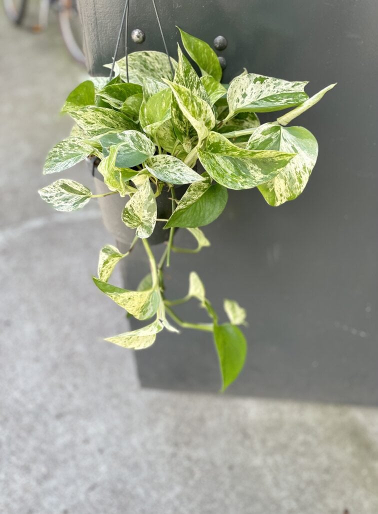 Zdjęcie rosliny doniczkowej Epipremnum Marble Queen, ujęcie 1