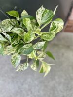 Zdjęcie rosliny doniczkowej Epipremnum Marble Queen, ujęcie 2