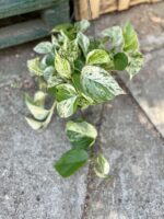 Zdjęcie rosliny doniczkowej Epipremnum Marble Queen, ujęcie 3