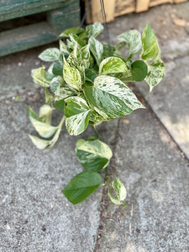 Zdjęcie rosliny doniczkowej Epipremnum Marble Queen, ujęcie 3