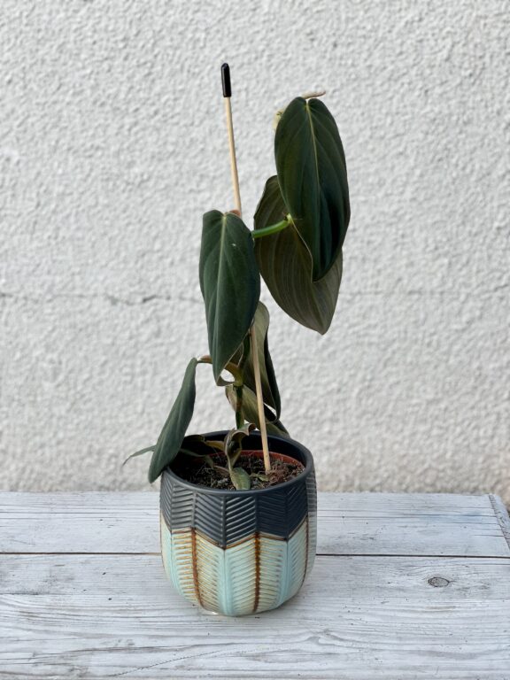 Zdjęcie rosliny doniczkowej Philodendron gigas, ujęcie 1