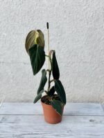 Zdjęcie rosliny doniczkowej Philodendron gigas, ujęcie 3