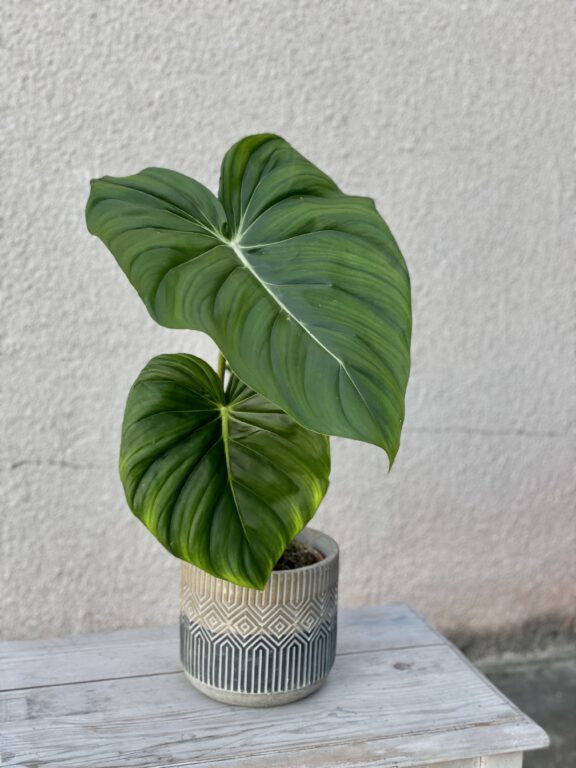Zdjęcie rosliny doniczkowej Philodendron Pastazanum, ujęcie 1