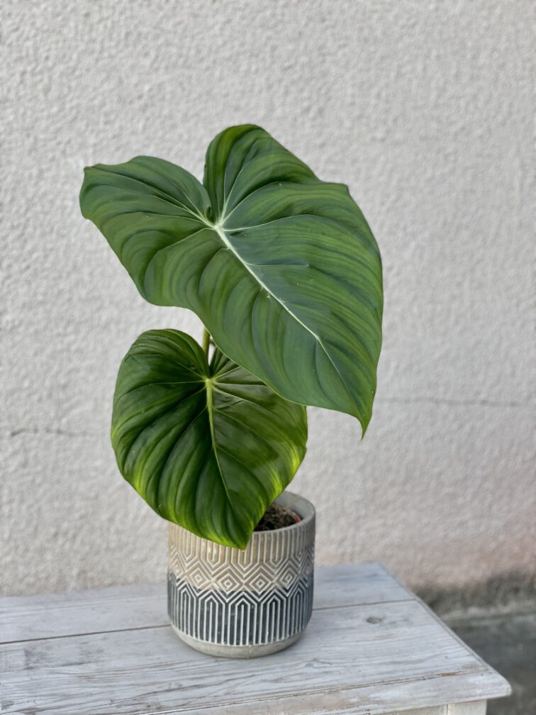 Zdjęcie rosliny doniczkowej Philodendron Pastazanum, ujęcie 1