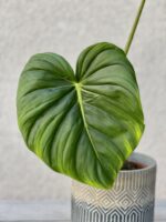 Zdjęcie rosliny doniczkowej Philodendron Pastazanum, ujęcie 2