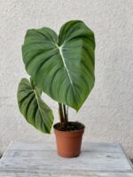 Zdjęcie rosliny doniczkowej Philodendron Pastazanum, ujęcie 3