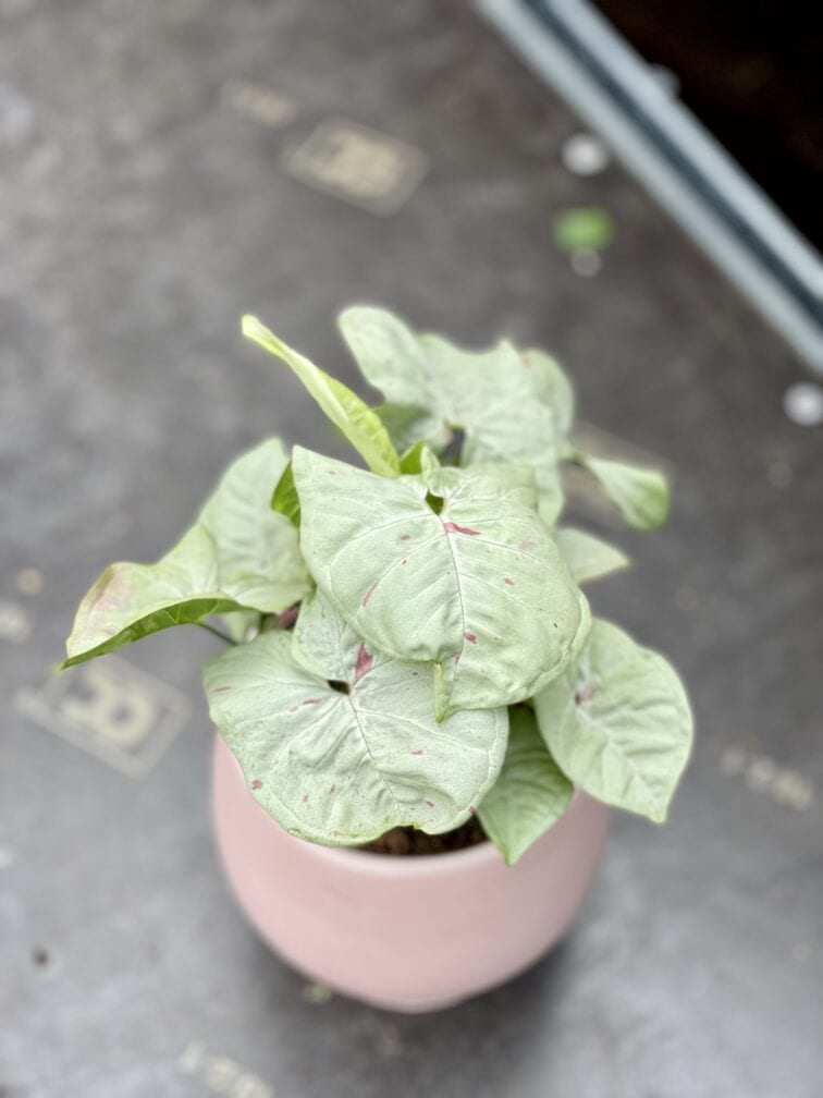 Zdjęcie rosliny doniczkowej Syngonium Milk Confetti, ujęcie 1