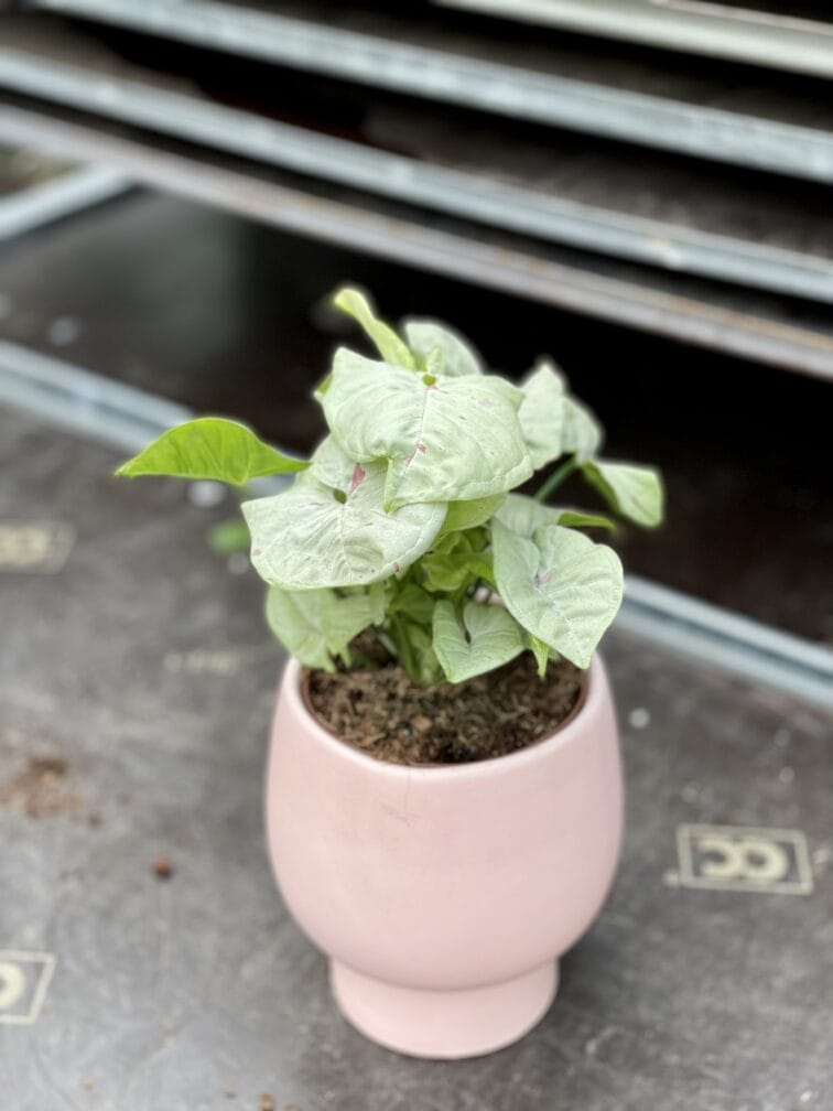 Zdjęcie rosliny doniczkowej Syngonium Milk Confetti, ujęcie 2