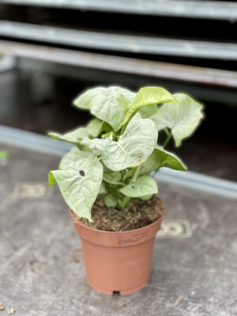 Zdjęcie rosliny doniczkowej Syngonium Milk Confetti, ujęcie 3