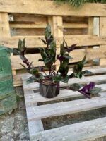 Zdjęcie rosliny doniczkowej Tradescantia spathacea Roxxo (Trzykrotka), ujęcie 1
