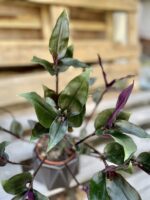 Zdjęcie rosliny doniczkowej Tradescantia spathacea Roxxo (Trzykrotka), ujęcie 2