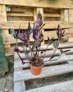 Zdjęcie rosliny doniczkowej Tradescantia spathacea Roxxo (Trzykrotka), ujęcie 3