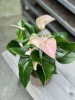 Zdjęcie rosliny doniczkowej Anthurium andraeanum Joli Peach, ujęcie 1