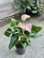 Zdjęcie rosliny doniczkowej Anthurium andraeanum Joli Peach, ujęcie 2