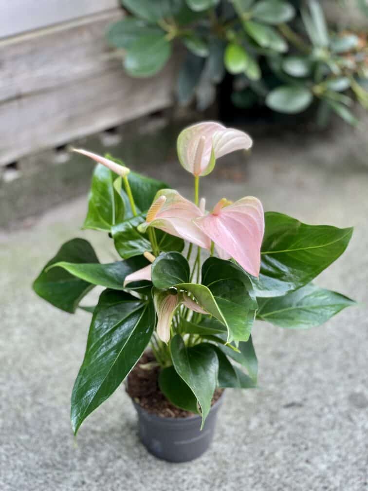 Zdjęcie rosliny doniczkowej Anthurium andraeanum Joli Peach, ujęcie 2
