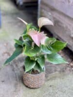 Zdjęcie rosliny doniczkowej Anthurium andraeanum Joli Peach, ujęcie 3