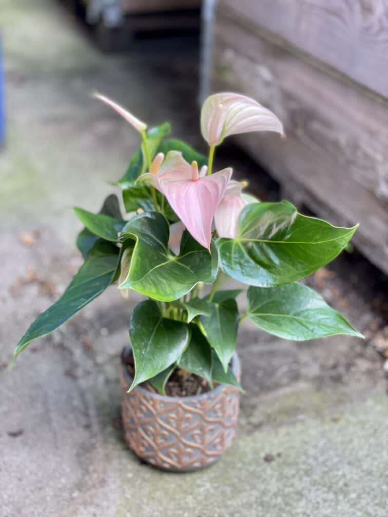 Zdjęcie rosliny doniczkowej Anthurium andraeanum Joli Peach, ujęcie 3
