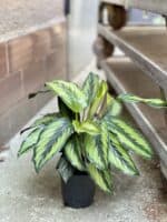 Zdjęcie rosliny doniczkowej Calathea Beauty Star (Kalatea), ujęcie 2