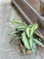Zdjęcie rosliny doniczkowej Calathea Beauty Star (Kalatea), ujęcie 3