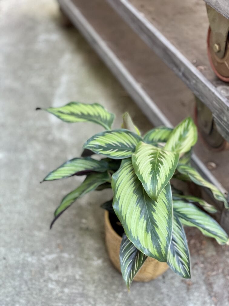 Zdjęcie rosliny doniczkowej Calathea Beauty Star (Kalatea), ujęcie 3
