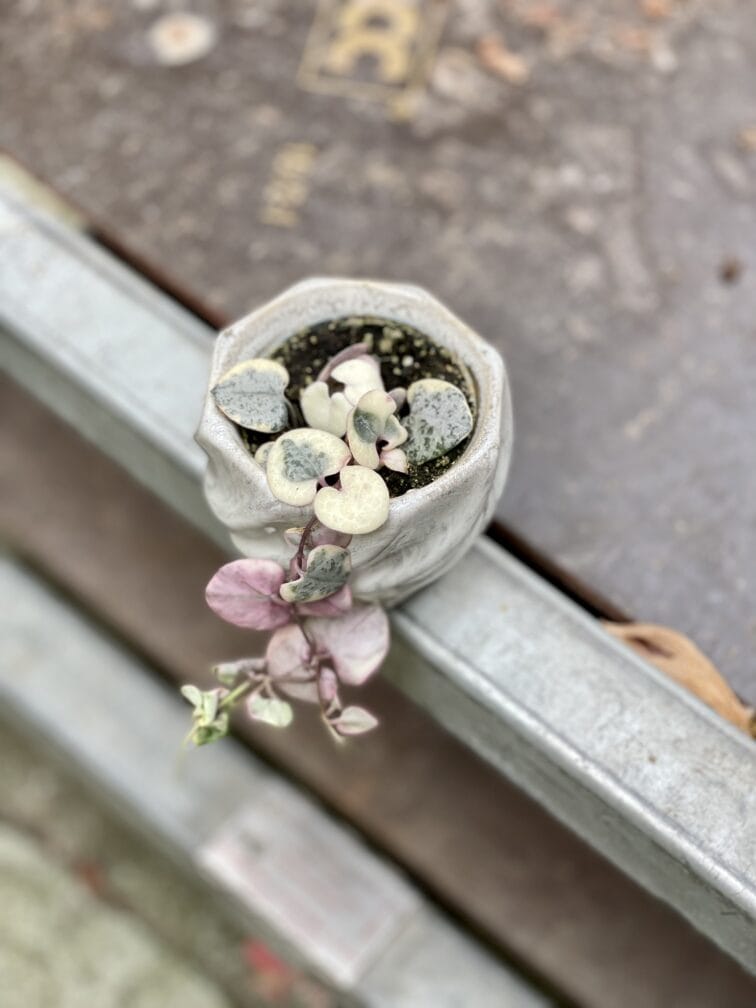 Zdjęcie rosliny doniczkowej Ceropegia woodii Marlies variegata, ujęcie 1