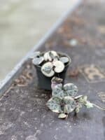 Zdjęcie rosliny doniczkowej Ceropegia woodii Marlies variegata, ujęcie 2