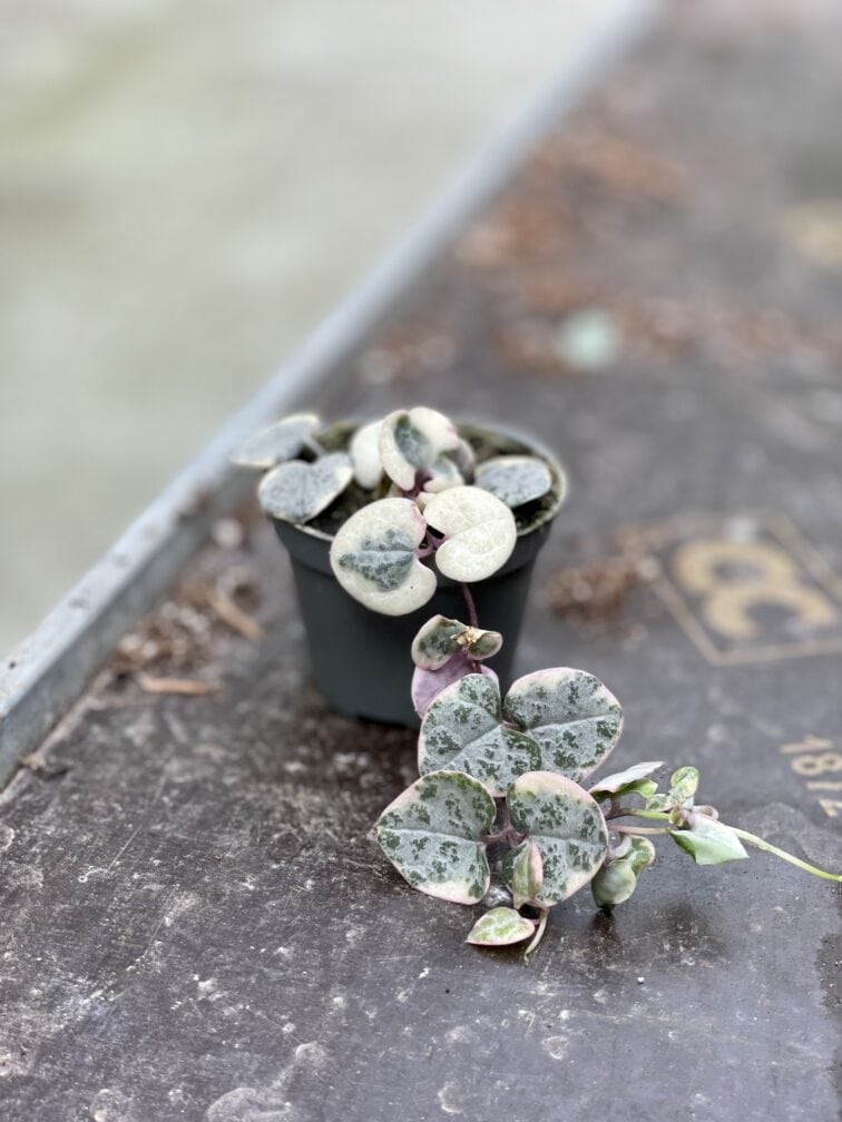 Zdjęcie rosliny doniczkowej Ceropegia woodii Marlies variegata, ujęcie 2