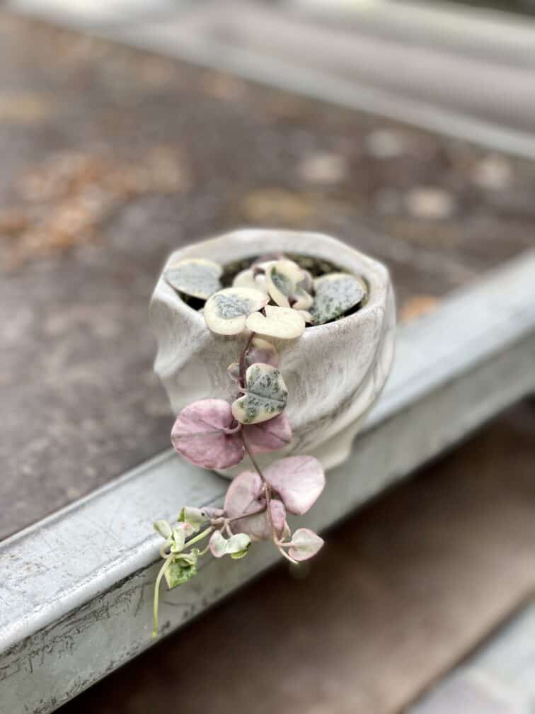 Zdjęcie rosliny doniczkowej Ceropegia woodii Marlies variegata, ujęcie 3