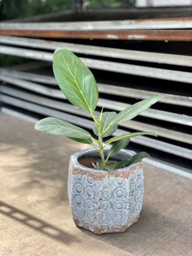 Zdjęcie rosliny doniczkowej Ficus benghalensis Audrey, ujęcie 1