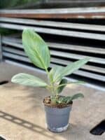 Zdjęcie rosliny doniczkowej Ficus benghalensis Audrey, ujęcie 2