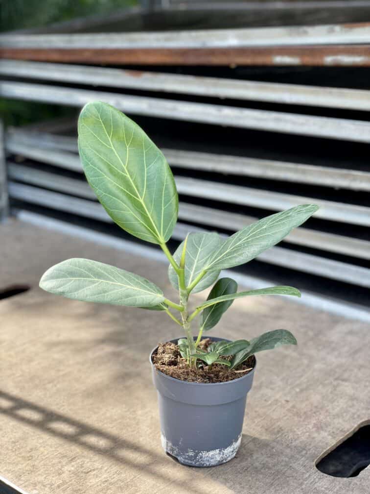 Zdjęcie rosliny doniczkowej Ficus benghalensis Audrey, ujęcie 2