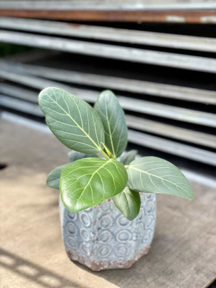 Zdjęcie rosliny doniczkowej Ficus benghalensis Audrey, ujęcie 3