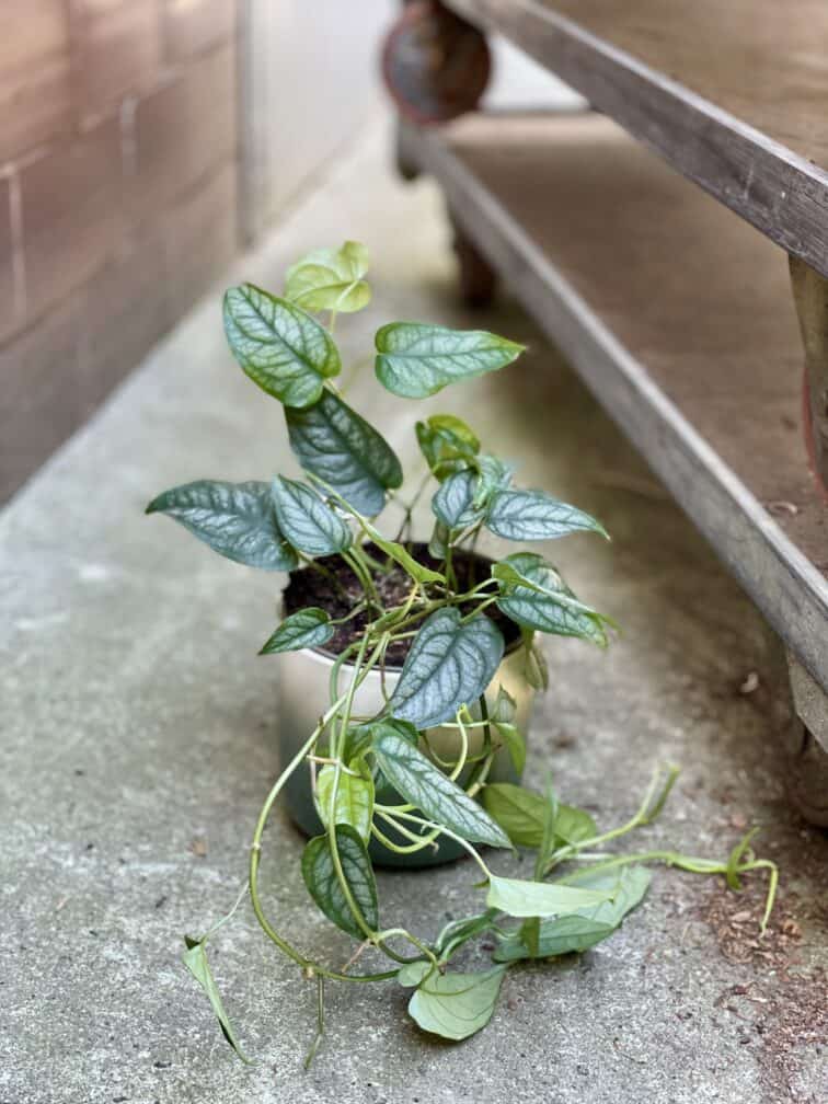 Zdjęcie rosliny doniczkowej Monstera siltepecana, ujęcie 1
